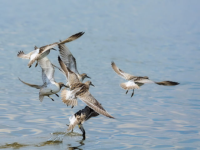 ⑥ オバシギ　淀川左岸　大阪市　2012/09/15　Photo by Kohyuh