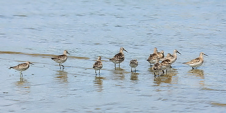 ⑦ オバシギ　淀川左岸　大阪市　2012/09/15　Photo by Kohyuh