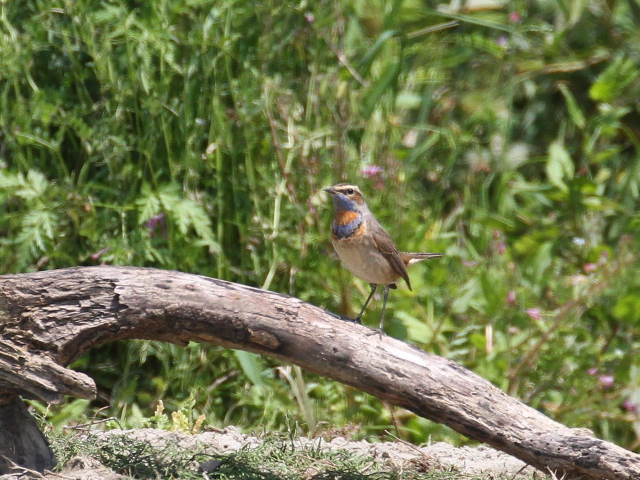  オガワコマドリ ♂　成鳥　夏羽　（６態-1）　淀川
