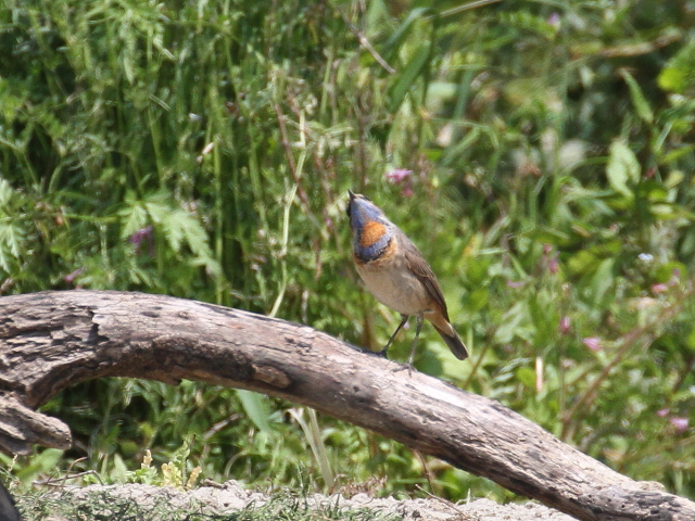  オガワコマドリ ♂　成鳥　夏羽　（６態-2）　淀川
