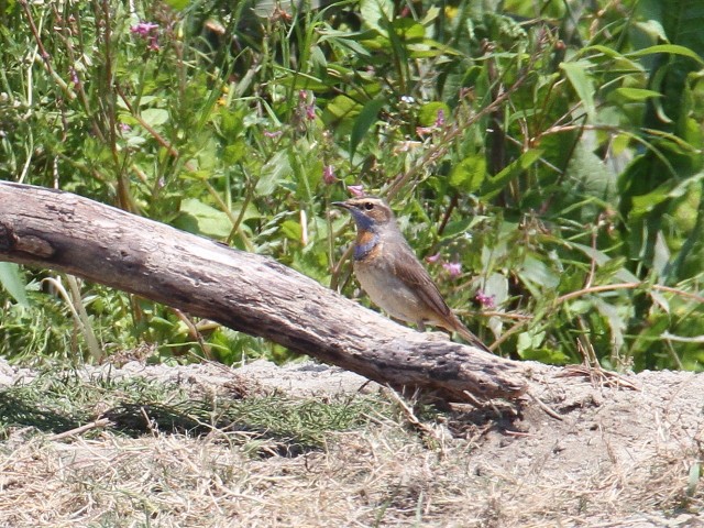  オガワコマドリ ♂　成鳥　夏羽　（６態-3）　淀川