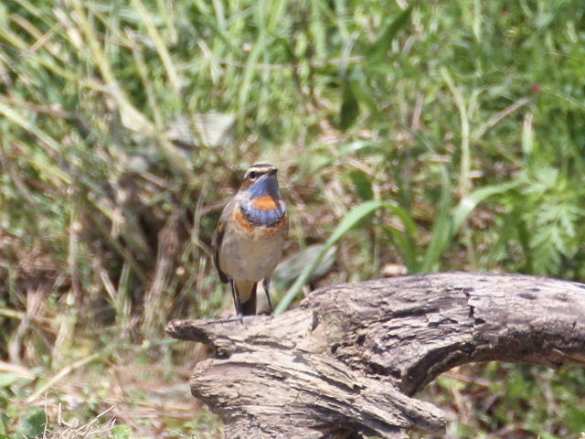  オガワコマドリ ♂　成鳥　夏羽　（６態-4）　淀川