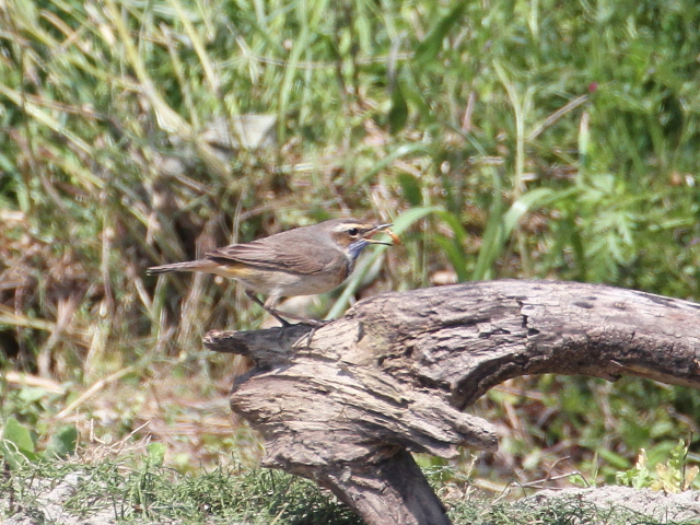  オガワコマドリ ♂　成鳥　夏羽　（６態-5）　淀川