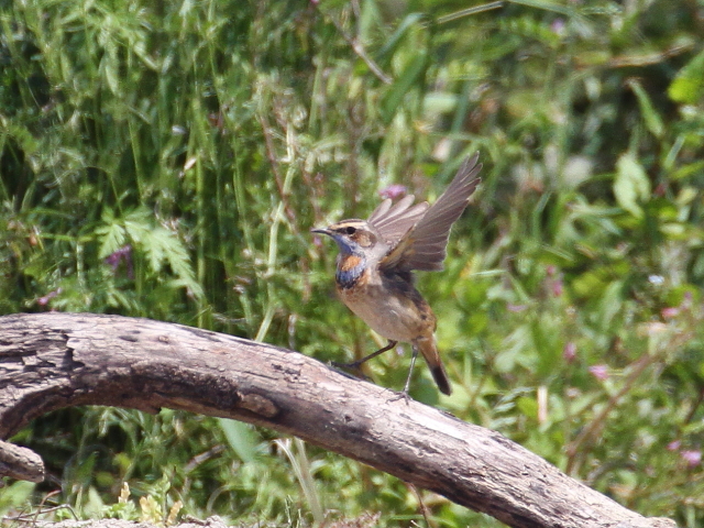  オガワコマドリ ♂　成鳥　夏羽　（６態-6）　淀川