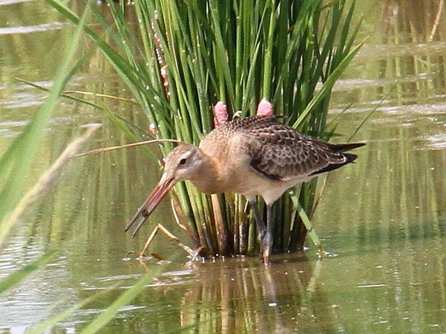 IOVM@@iT-1j@c@s@2014/09/06@Photo by Manda