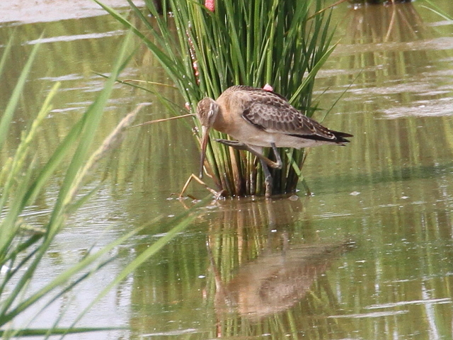 IOVM@@iT-2j@c@s@2014/09/06@Photo by Manda