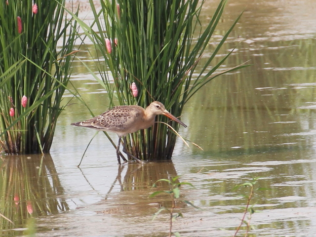 IOVM@@iT-3j@c@s@2014/09/06@Photo by Manda