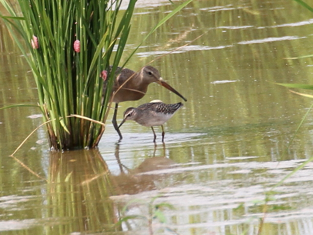 IOVM@@iT-4j@c@s@2014/09/06@Photo by Manda