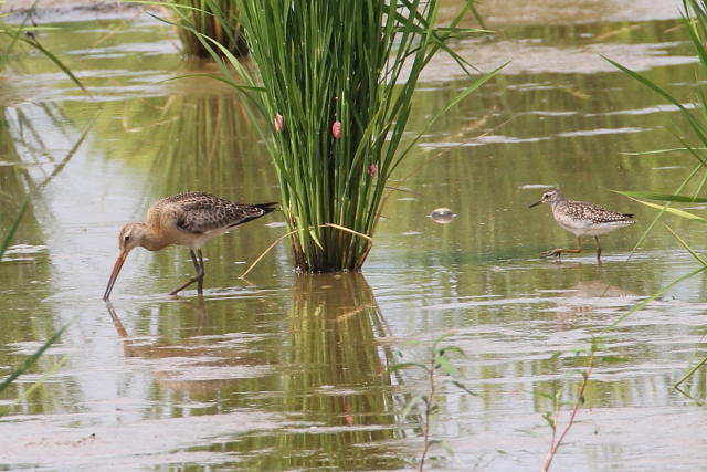 IOVM@@iT-5j@c@s@2014/09/06@Photo by Manda