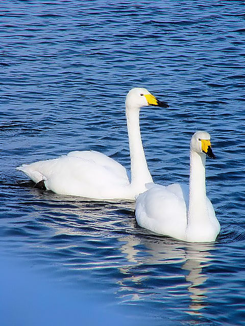 @ IInN`E@@΁@ԑ@ 2008/02/06@Photo by Kohyuh