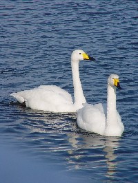 sIInN`Et@ʐ^̓NbNŊg傷