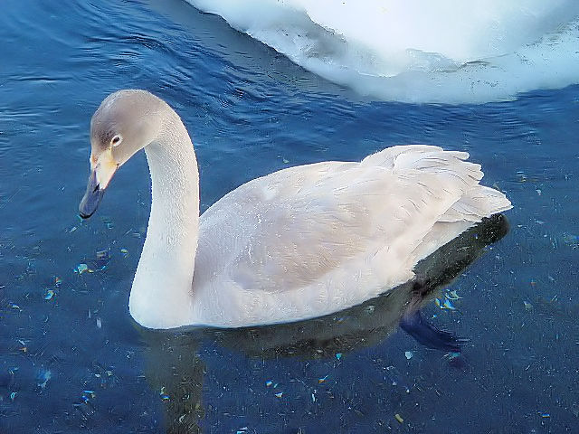 A IInN`E@@΁@ԑ@ 2008/02/06@Photo by Kohyuh