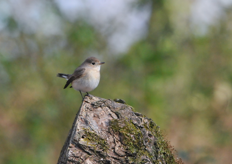 オジロビタキ　淀川左岸　枚方市　2016/01/27　Photo by Takase