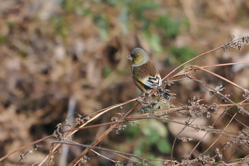 オオカワラヒワ （２態-2）　成鳥　三川合流部　八幡市　2014/12/18　Photo by Takase
