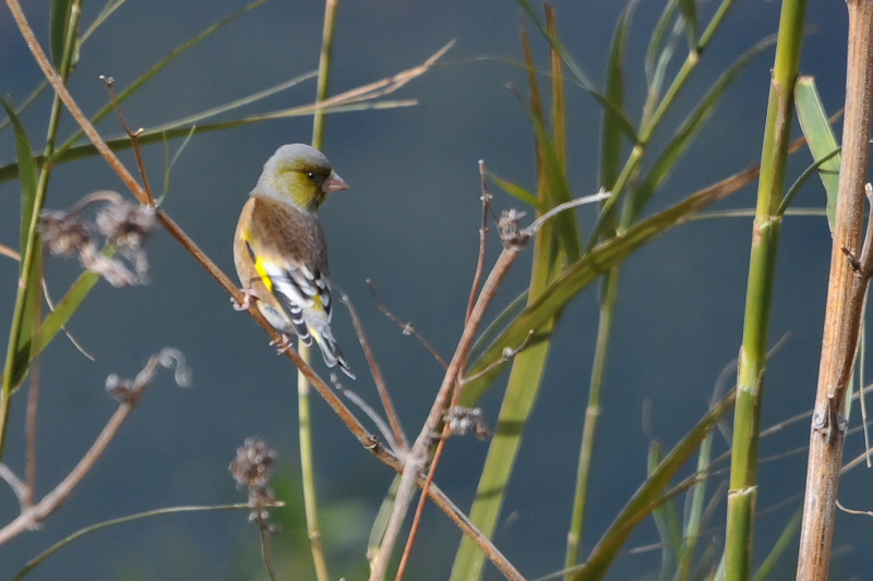 オオカワラヒワ （２態-1）　成鳥　三川合流部　八幡市　2014/12/18　Photo by Takase