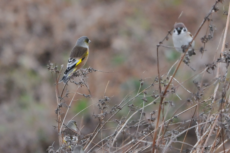 オオカワラヒワ　成鳥　三川合流部　八幡市　2014/12/15　Photo by Takase