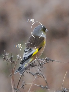 オオカワラヒワの見分け方