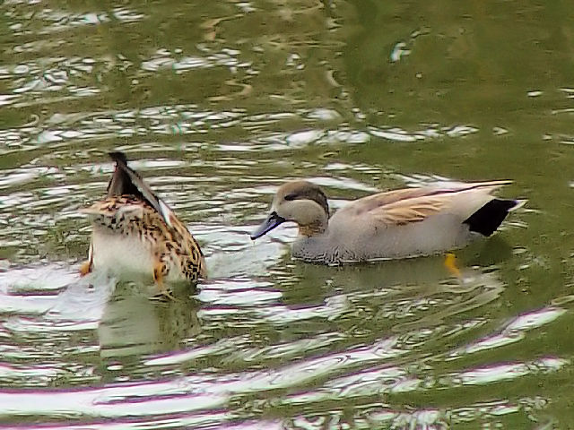 B IJVK @@`쒹@2008/11/11@Photo by Kohyuh