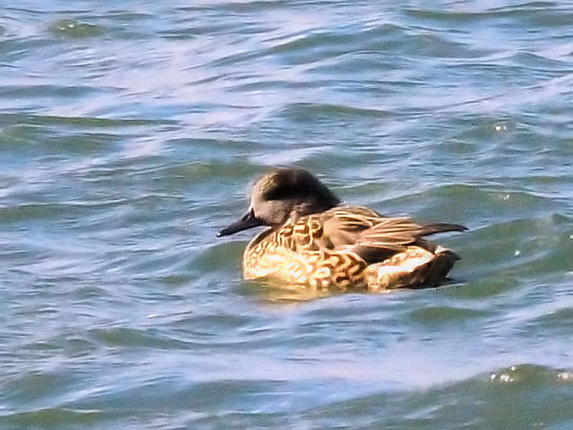 C IJVK @@s@썶݁@͐~@2011/01/07@Photo by Kohyuh