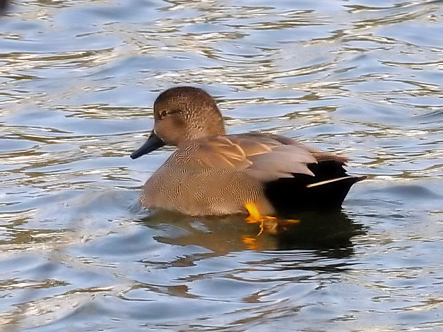 A IJVK @@s@Βn@2011/01/18@Photo by Kohyuh