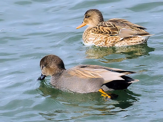 D IJVK @@s@썶݁@͐~@2011/12/20@Photo by Kohyuh