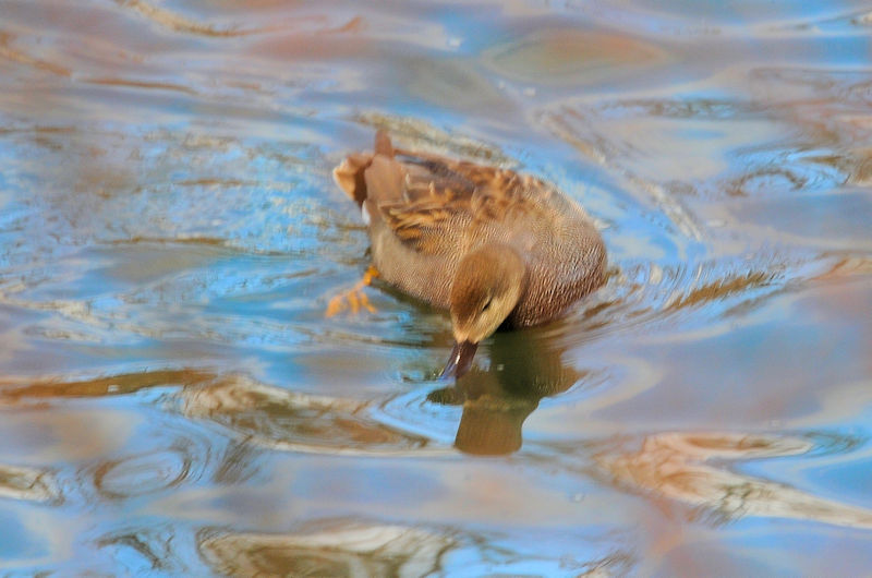 IJVK@킫R^@s@2020/01/30@Photo by Kohyuh