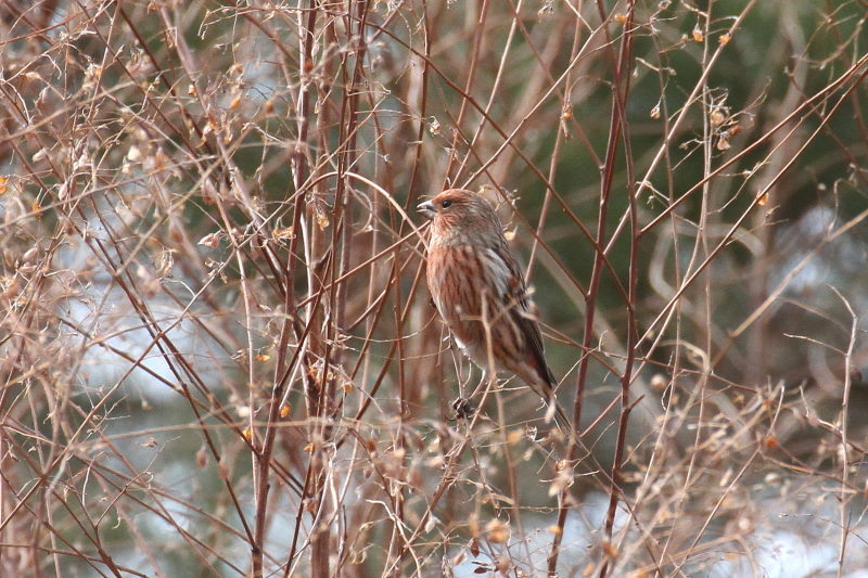 II}VR iX-1j@ @_ˎsXѐA@_ˎs@2015/02/11@ Photo by Manda