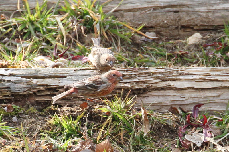 II}VR iX-2j@ @_ˎsXѐA@_ˎs@2015/02/11@ Photo by Manda