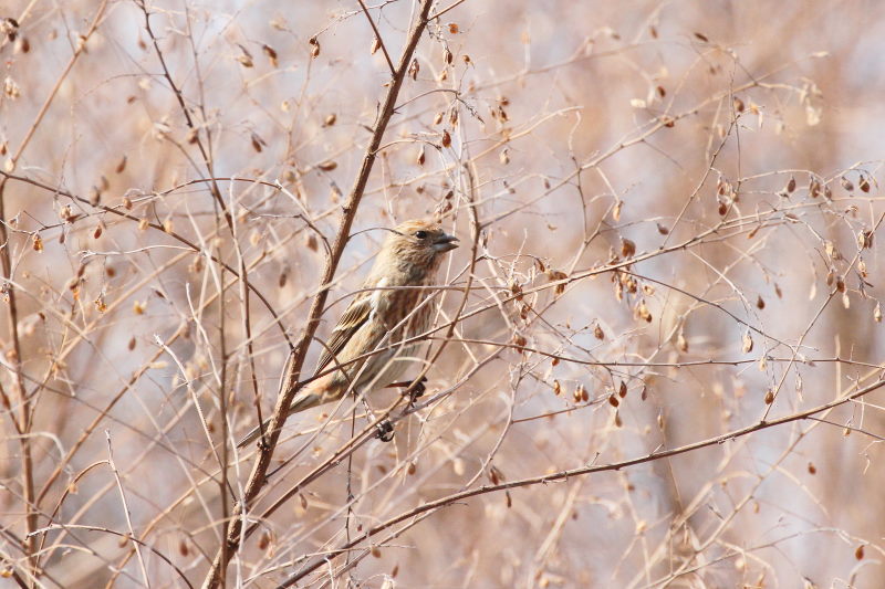 II}VR iX-3j@ @_ˎsXѐA@_ˎs@2015/02/11@ Photo by Manda
