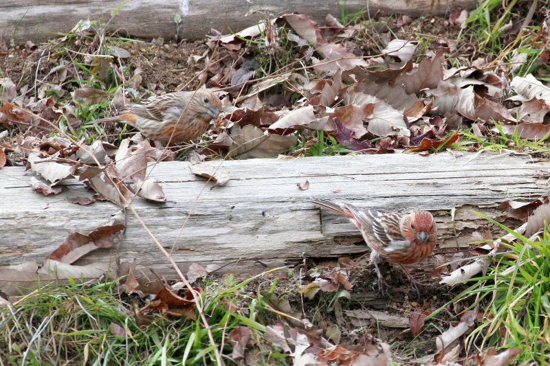 II}VR iX-4j@ @_ˎsXѐA@_ˎs@2015/02/11@ Photo by Manda