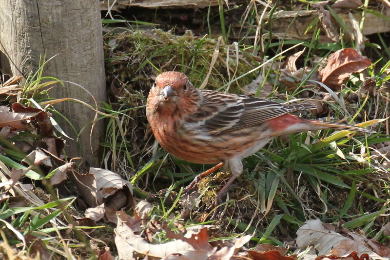 II}VR iX-5j@ @_ˎsXѐA@_ˎs@2015/02/11@ Photo by Manda