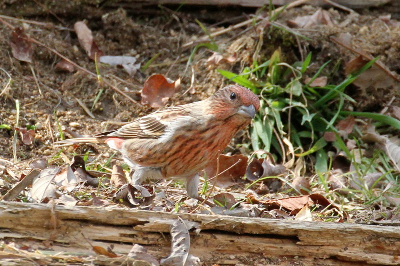 II}VR iX-7j@ @_ˎsXѐA@_ˎs@2015/02/11@ Photo by Manda