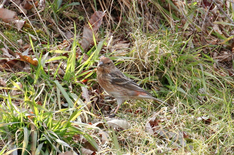 II}VR iX-8j@ @_ˎsXѐA@_ˎs@2015/02/11@ Photo by Manda