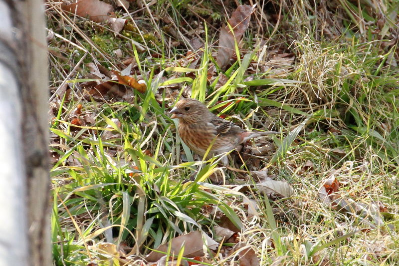 II}VR iX-9j@ @_ˎsXѐA@_ˎs@2015/02/11@ Photo by Manda