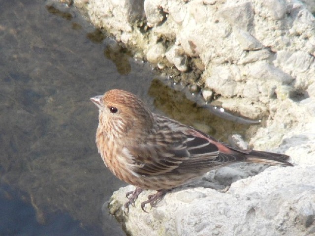 II}VR @s@썶݁@2007/01/20@ Photo by Takase