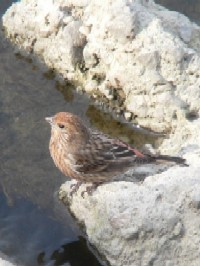 sII}VR t@ʐ^̓NbNŊg傷