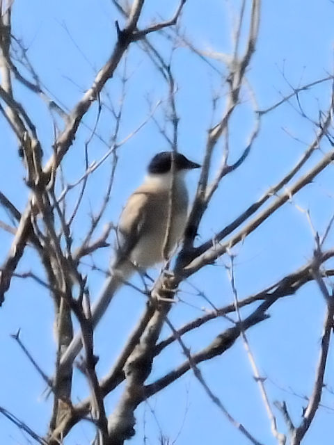 ① オナガ ♂　成鳥　山中湖　山梨県　2011/09/19　Photo by Kohyuh
