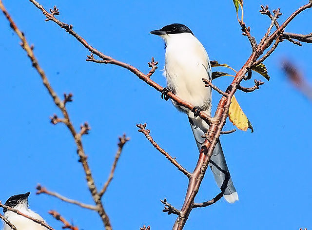 IiK iS-1j@@ՊC@s@2014/11/04@ Photo by Kohyuh