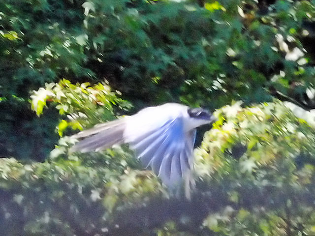 ② オナガ ♂　成鳥　山中湖　山梨県　2011/09/19　Photo by Kohyuh