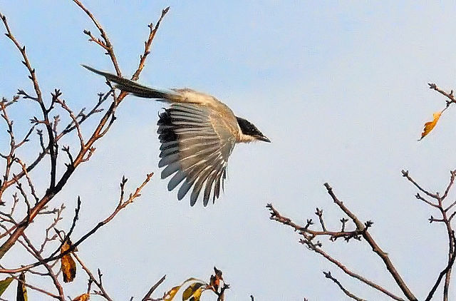 IiK iS-2j@@ՊC@s@2014/11/04@ Photo by Kohyuh
