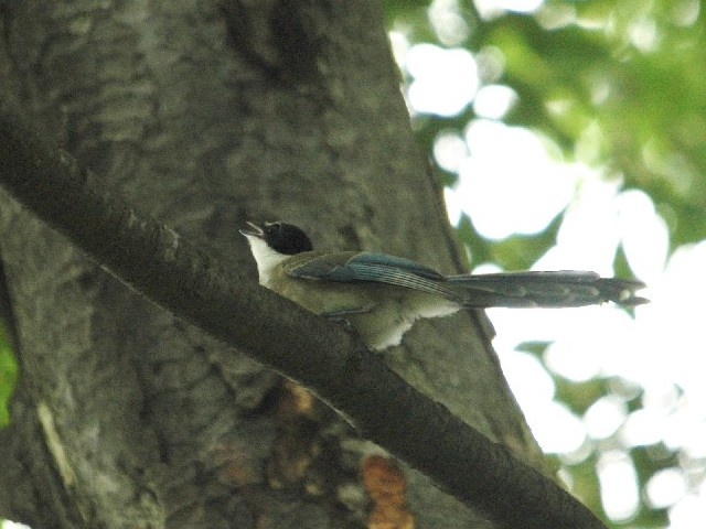 A IiK @c@쌧@2009/07/18@ Photo by Takase