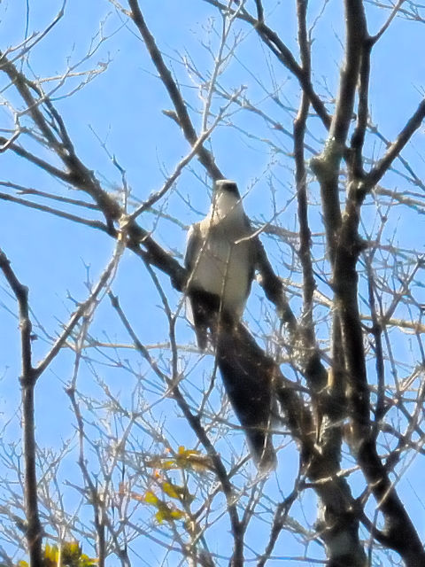 ③ オナガ ♂　成鳥　山中湖　山梨県　2011/09/19　Photo by Kohyuh
