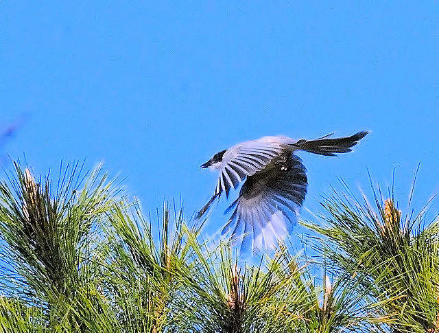 IiK iS-3j@@ՊC@s@2014/11/04@ Photo by Kohyuh