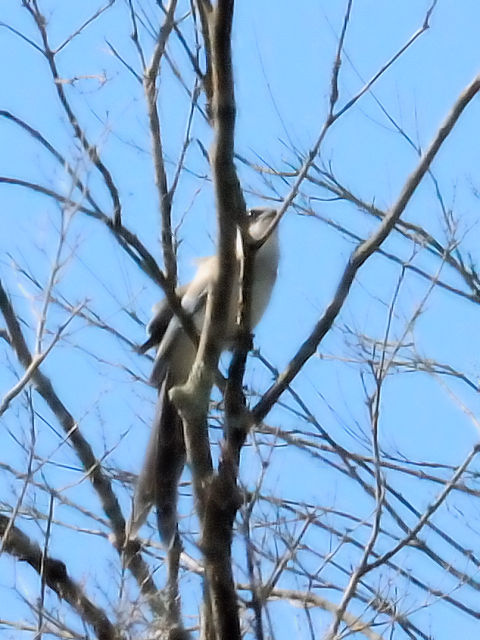 ④ オナガ ♂　成鳥　山中湖　山梨県　2011/09/19　Photo by Kohyuh