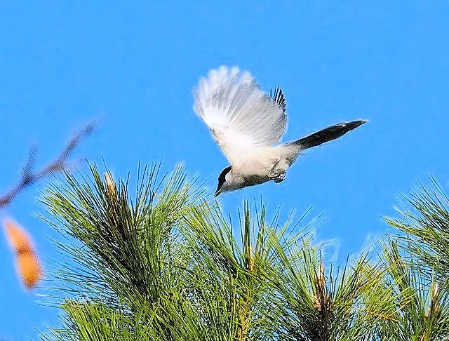 IiK iS-4j@@ՊC@s@2014/11/04@ Photo by Kohyuh