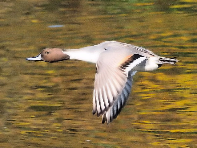 D IiKK @@ߌΒn@s@@2010/12/06@Photo by Kohyuh