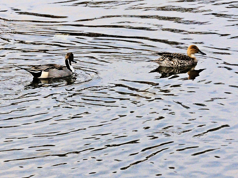 鴨川の野鳥たち（１５態-8）　鴨川　京都市　2017/01/04　Photo by Kohyuh　（写真提供：　好酉）