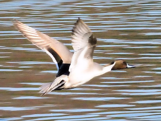 E IiKK @@ߌΒn@s@@2010/12/06@Photo by Kohyuh