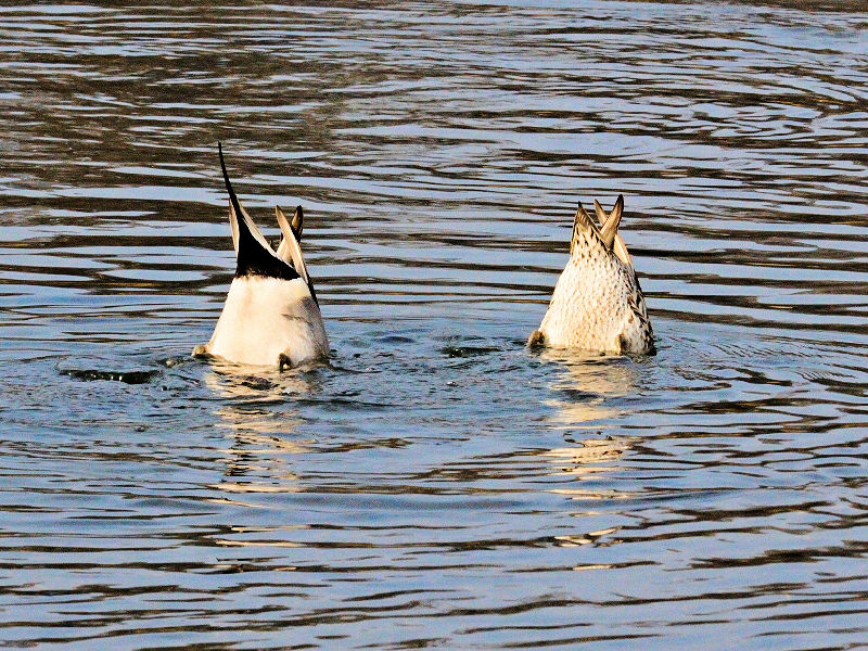 鴨川の野鳥たち（１５態-9）　鴨川　京都市　2017/01/04　Photo by Kohyuh　（写真提供：　好酉）