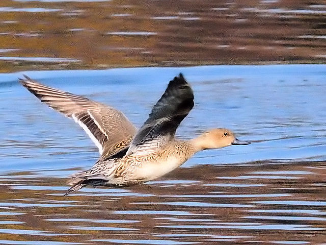 F IiKK @@ߌΒn@s@@2010/12/06@Photo by Kohyuh